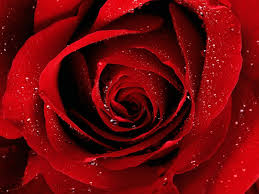 red rose - Margaret Rose (Margie) Mueth